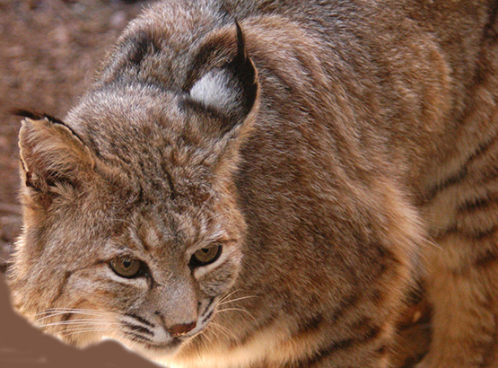 Closeup image of bobcat