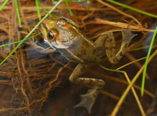 Chiricahua leopard frog